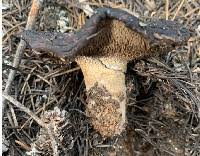 Attēlu rezultāti vaicājumam “Sarcodon imbricatum”