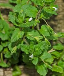 Attēlu rezultāti vaicājumam “Veronica agrestis”