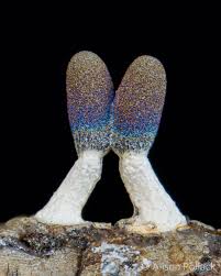 Attēlu rezultāti vaicājumam “Diachea leucopodia”