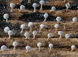 Attēlu rezultāti vaicājumam “Didymium sp.”