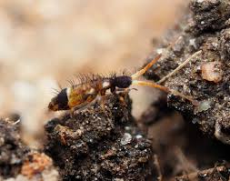 Attēlu rezultāti vaicājumam “Orchesella flavescens”