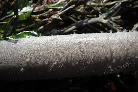 Attēlu rezultāti vaicājumam “Lophozia laxa macro”