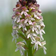 Attēlu rezultāti vaicājumam “Orchis ustulata”