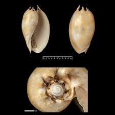 Attēlu rezultāti vaicājumam “Meloe sp. imago”