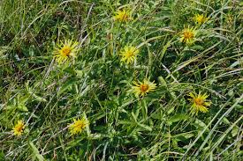 Attēlu rezultāti vaicājumam “Inula salicina leaf”
