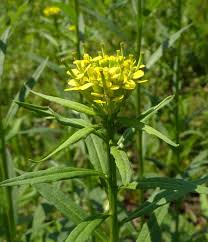 Attēlu rezultāti vaicājumam “Erysimum cheiranthoides leaf”