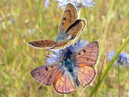 Attēlu rezultāti vaicājumam “Lycaena alciphron underside”