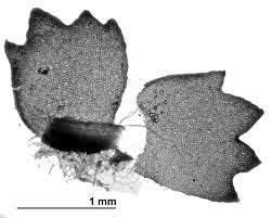 Attēlu rezultāti vaicājumam “Barbilophozia barbata”