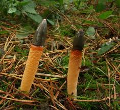 Attēlu rezultāti vaicājumam “Mutinus caninus”