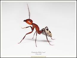 Attēlu rezultāti vaicājumam “Plagionotus detritus imago”