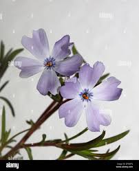 Attēlu rezultāti vaicājumam “Polemoniaceae”