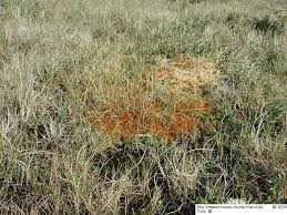 Attēlu rezultāti vaicājumam “Sphagnum balticum”