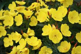 Image result for Oenothera odorata