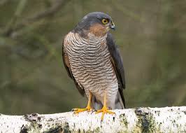 Attēlu rezultāti vaicājumam “Accipiter nisus male”