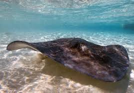 Image result for Hypanus americanus