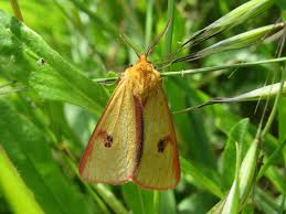 Attēlu rezultāti vaicājumam “Diacrisia sannio male”