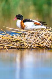 Attēlu rezultāti vaicājumam “Tadorna tadorna”