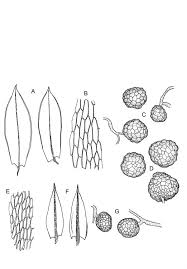 Attēlu rezultāti vaicājumam “Bryum rubens”