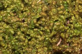 Attēlu rezultāti vaicājumam “Ptilidium pulcherrimum”