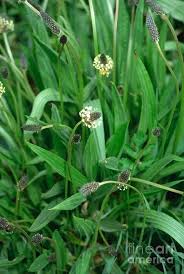 Attēlu rezultāti vaicājumam “Plantago lanceolata”