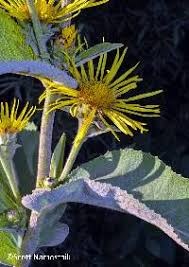 Attēlu rezultāti vaicājumam “Inula helenium”