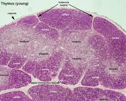 Image result for Thymus