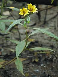 Attēlu rezultāti vaicājumam “Bidens cernua flower”