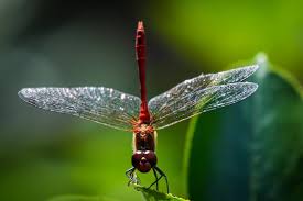 Attēlu rezultāti vaicājumam “Sympetrum sanguineum male”