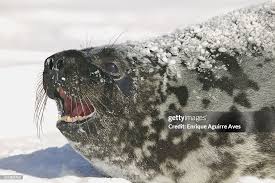 Image result for Cystophora cristata