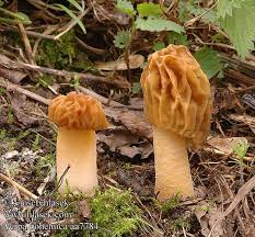 Attēlu rezultāti vaicājumam “Verpa bohemica”