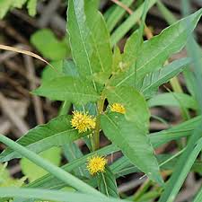 Attēlu rezultāti vaicājumam “Lysimachia thyrsiflora leaf”