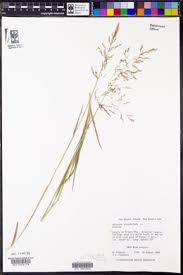 Attēlu rezultāti vaicājumam “Agrostis stolonifera subsp. straminea”