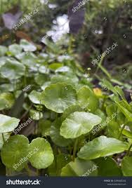 Attēlu rezultāti vaicājumam “Hydrocotyle vulgaris flower”
