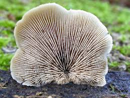 Attēlu rezultāti vaicājumam “Lentinellus ursinus”