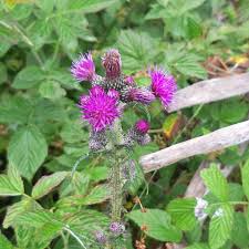 Attēlu rezultāti vaicājumam “Cirsium palustre flower”