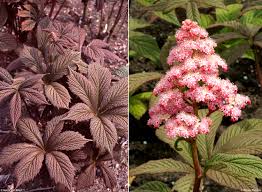 Image result for Rodgersia chocolate wings