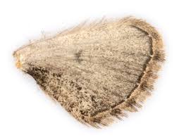 Attēlu rezultāti vaicājumam “Eupithecia exiguata”