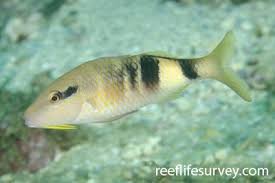 Image result for Parupeneus trifasciatus