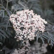 Attēlu rezultāti vaicājumam “Sambucus nigra flower”