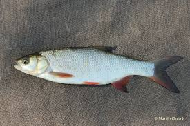 Image result for Aspius aspius