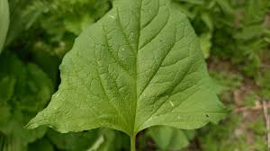 Attēlu rezultāti vaicājumam “Chenopodium bonus-henricus leaf”