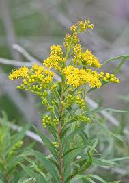 Attēlu rezultāti vaicājumam “Solidago canadensis flower”