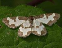 Attēlu rezultāti vaicājumam “Lomaspilis marginata”