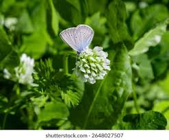Attēlu rezultāti vaicājumam “Cyaniris semiargus underside”