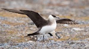 Attēlu rezultāti vaicājumam “Stercorarius parasiticus adult”