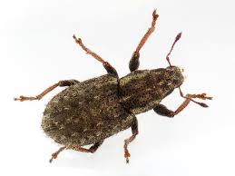 Attēlu rezultāti vaicājumam “Sitona sp.”