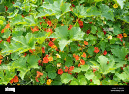 Image result for Tropaeolum minus