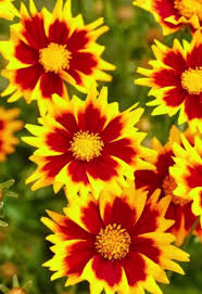 Image result for Coreopsis