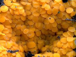 Attēlu rezultāti vaicājumam “Byssonectria fusispora”