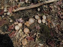 Attēlu rezultāti vaicājumam “Coltricia perennis”